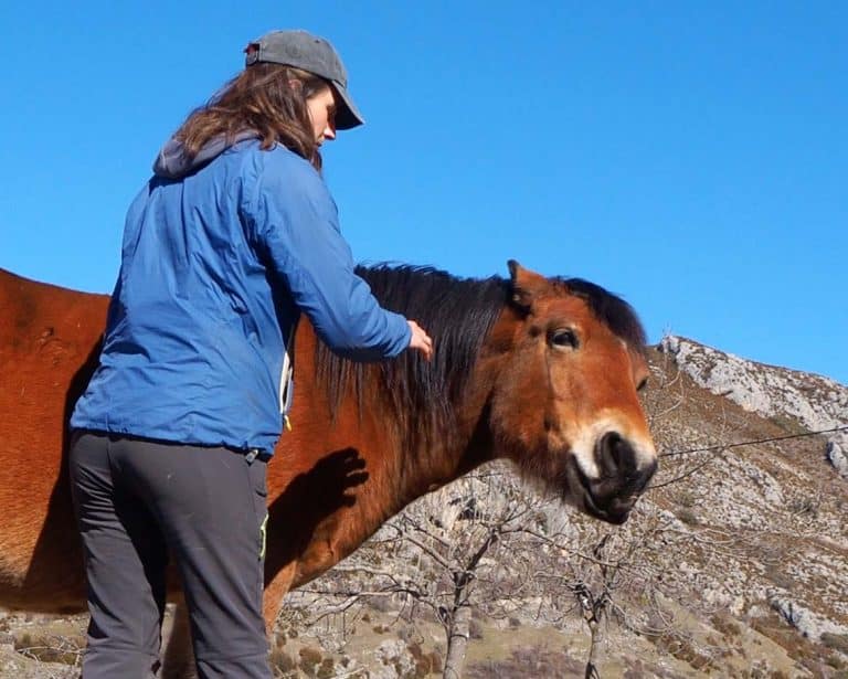 Reconociendo la falta de bienestar en caballos.