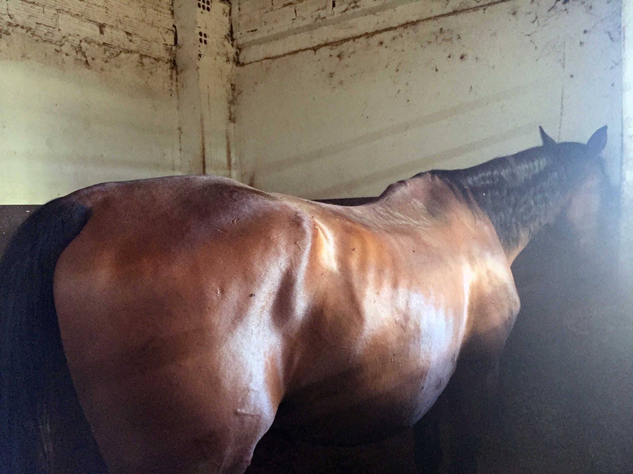 Caballo mirando a la pared deprimido y con indefensión aprendida.