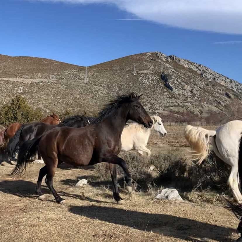 Manada de caballos galopando juntas.