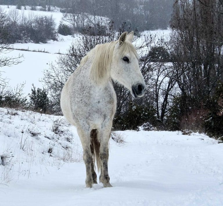 Cissa en la nieve